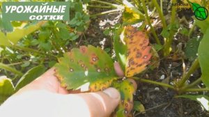 У вас точно ЭТО есть на ЗЕМЛЯНИКЕ и оно КРАДЕТ половину урожая!  Септориоз и рамуляриоз.