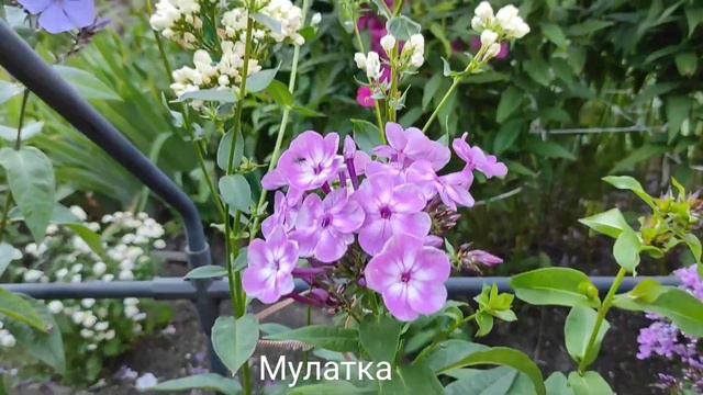 Флоксы (24.07.2021г). Наши первогодки и второгодки. смотреть онлайн