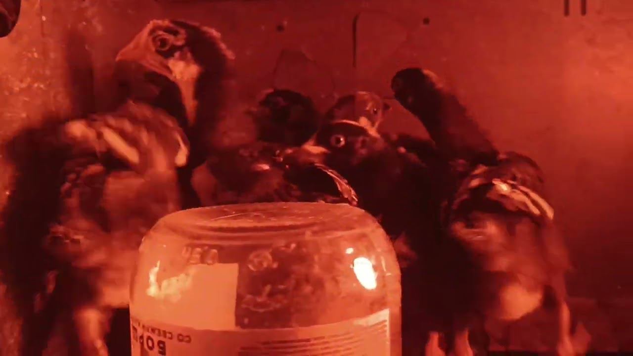 Цыплята разных пород смотреть онлайн