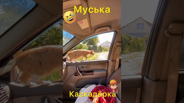 Муська Каскадёрка🤣👍