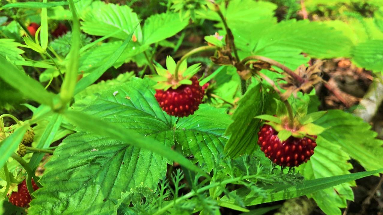 Шел в лес за грибами, а нашел отличное ягодное место. Сбор ароматной лесной земляники смотреть онлайн