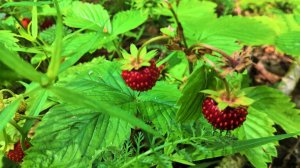 Шел в лес за грибами, а нашел отличное ягодное место. Сбор ароматной лесной земляники