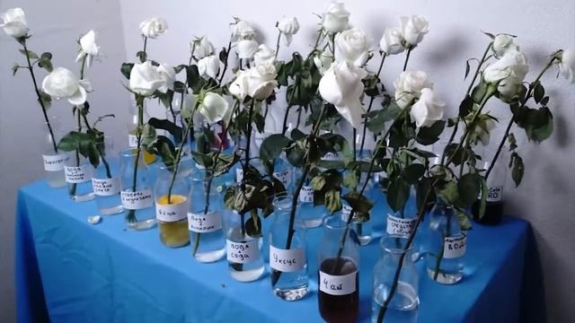 Где розы простоят дольше? смотреть онлайн