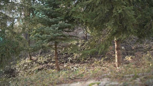 Наш первый дом в Словакии. Дорогой и бесполезный. Попадос при выборе жилья на удаленке! смотреть онлайн