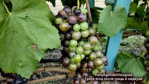 🍇 Дождей НЕТ! А ЯГОДЫ ВИНОГРАДА ТРЕСКАЮТСЯ! Две причины, почему ЭТО МОЖЕТ БЫТЬ!
