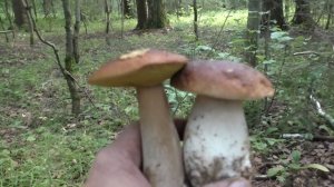 Белых грибов много! Собираем сколько сможем! Вечерняя прогулка по следам грибников!