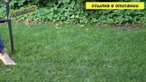 какой газон лучше посадить на даче отзывы