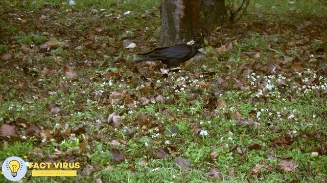 УМНАЯ И ХИТРАЯ ПТИЦА | УДИВИТЕЛЬНЫЕ СПОСОБНОСТИ ВОРОНЫ смотреть онлайн