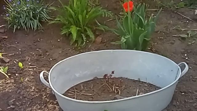 Цветение тюльпанов, рябчиков, нарциссов. Май 2019