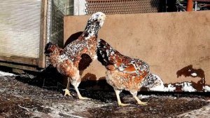 Поют Орловские #петухи, Породы кур, Брама куропатчатая, Russian Orloff #Chickens #Roosters_sing