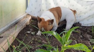 Французский бульдог Варя в поисках шлема Александра Македонского