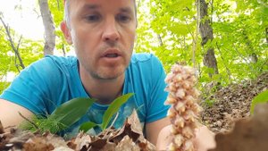 Самый необычный цветок. Как выглядит Петров-крест? Какие растения-паразиты растут в Лен.области?