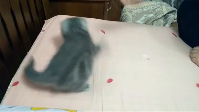 Вислоухий котенок. Шотландец. 1 месяц и 20 дней.