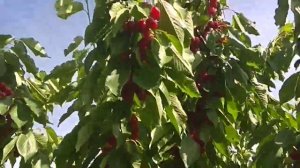Burlat Sweet cherries/Бурлат Черешня