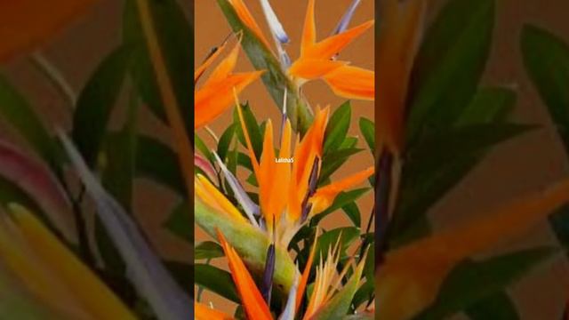 Mystery & Facts Bird Of Paradise Flower I Bird Paradise Plant I Losangeles Paradise Flower Emblem