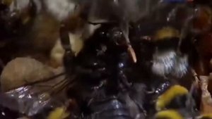 Мохнатый копуша! Шмель - где живет, чем питается?