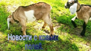 Новости с козьих полей🐐🐐🐐