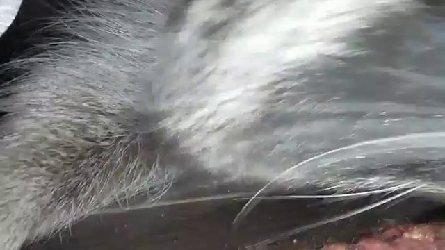 Енот и рыбки смотреть онлайн