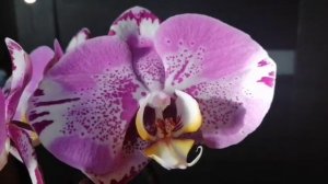 Зацвёл фаленопсис Fuller's Purple Queen.