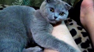 Котолечение. Кот Барон помогает делать масаж ног