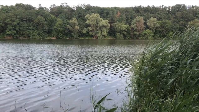 Рыбалка на озере (Карповая ловля, рыбалка на карася). Ловля крупной рыбы. Рыбалка на поплавок! смотреть онлайн