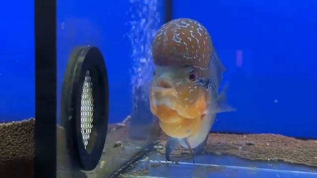 Аквариумные новости с Владимиром Ковалевым (30.11.2023). Маленькие БОЛЬШИЕ хищники. смотреть онлайн