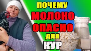 Почему МОЛОКО опасно для кур. Можно ли курам кисломолочные продукты.