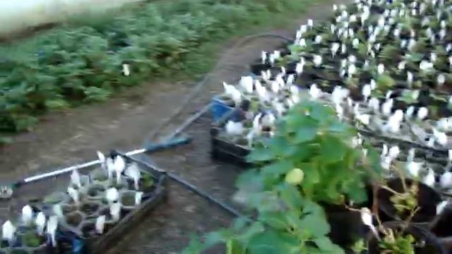 Результат зимней обрезки гортензии макрофила ремонтантной. смотреть онлайн