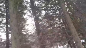 Пихта бальзамическая. Небольшой обзор.