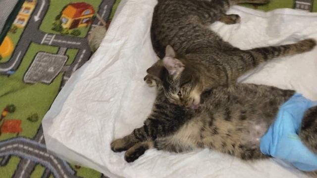 СПАСЕНИЕ ПИРАТИКА?ДЕНЬ 13й смотреть онлайн