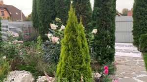 ?Туя западная ‘Голден Смарагд’⭐️Обзор. ✨Thuja occidentalis ‘Golden Smaragd’