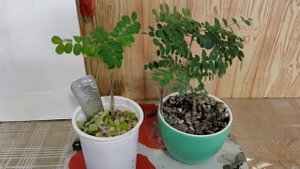 Бонсай с самого начала из желтой акации часть 4