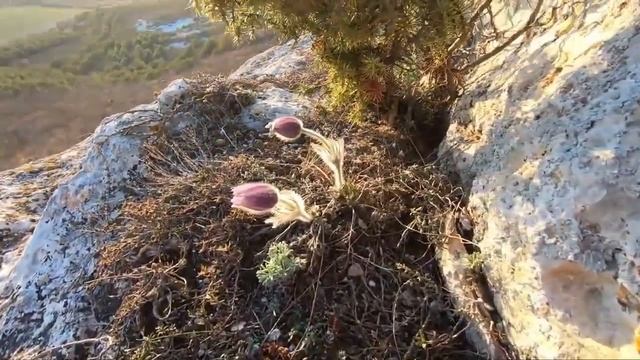 ПОЛЕЗНЫЕ СВОЙСТВА СОН-ТРАВЫ смотреть онлайн