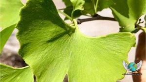 Healthy Benefits Of Ginkgo Biloba