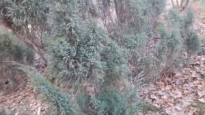 Можжевельник даурский, осень, небольшой обзор
