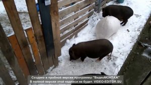 Вьетнамские поросята зимой, или кабанчик созрел