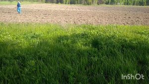 Сеем овёс и горох для коз?