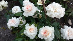 Молодые розы в моем саду. Роза Эльф (Elfe). Роза Прайд энд Преджудис (Pride and Prejudice).