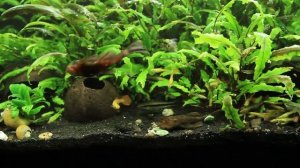 Кормление сомов и рыб кормом в виде таблеток фирмы Rikka