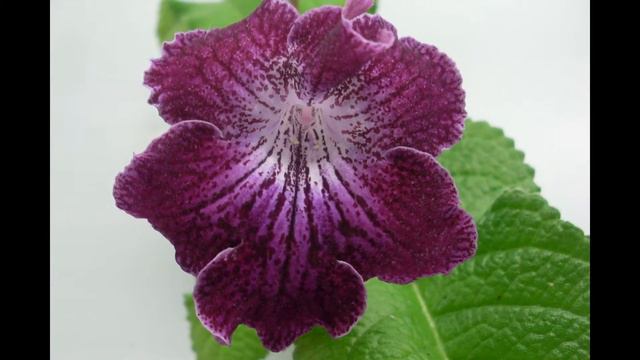 Сенполии и стрептокарпусы из моей коллекции смотреть онлайн