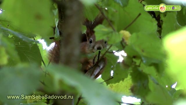 Мы делимся орехами с белками смотреть онлайн