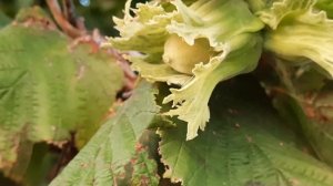 ФУНДУК . ДЕСЕРТНЫЙ СОРТ БАДЕМ