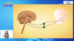8-класс | Биология | Органы равновесия. Роль мышечного чувства. Обоняние. Вкус