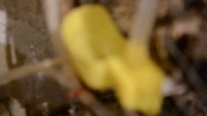 Чашечные поилки для перепелов, кур, голубей и др. птиц