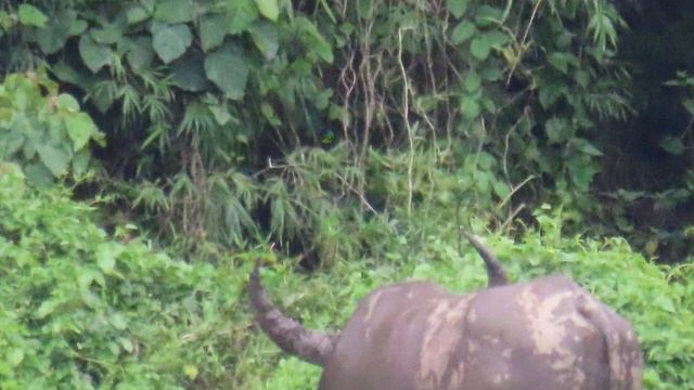 เมื่อเจอควายผู้ท้าทายไม่กลัวใคร смотреть онлайн