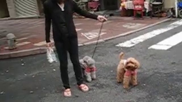 пудельки смотреть онлайн