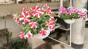 Petunia ball hanging basket.Best flowering plants for hanging basket #hanging #hangingbasketplant