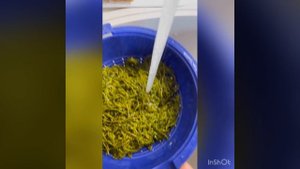 Морской виноград. Вкусно, быстро, полезно.