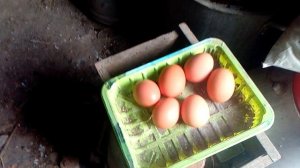 Опилки для подстилки.