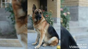 Ротвейлер против немецкой овчарки.Кто победит?(Rottweiler vs German shepherd dog.Who will win?)